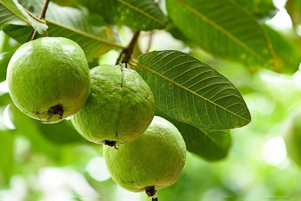 Amazing medicinal properties and health benefits of guava leaves Amazing medicinal properties and health benefits of guava leaves