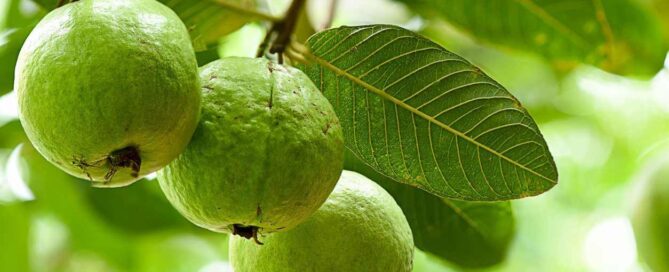Amazing medicinal properties and health benefits of guava leaves