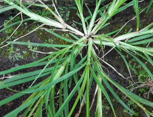 How Cleavers Galium Aparine Can Transform Your Health Naturally
