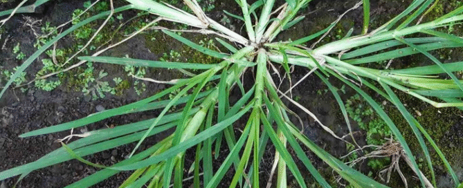 How Cleavers Galium Aparine Can Transform Your Health Naturally