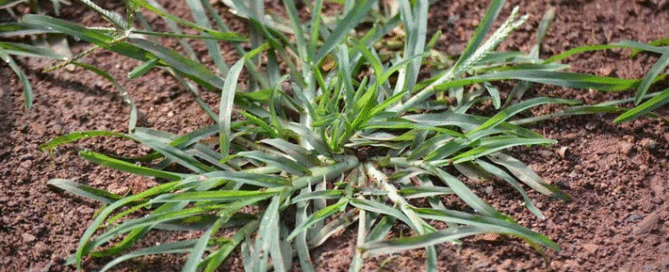How Cleavers Galium Aparine Can Transform Your Health Naturally