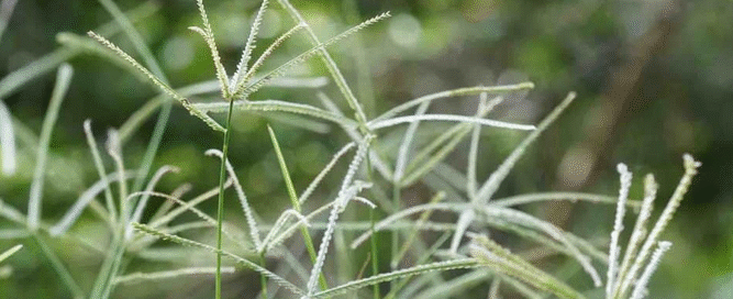 How Cleavers Galium Aparine Can Transform Your Health Naturally