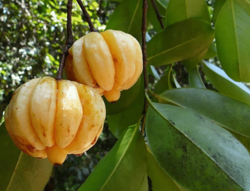 Therapeutic Wonders: Garcinia Cambogia Beyond Weight Loss