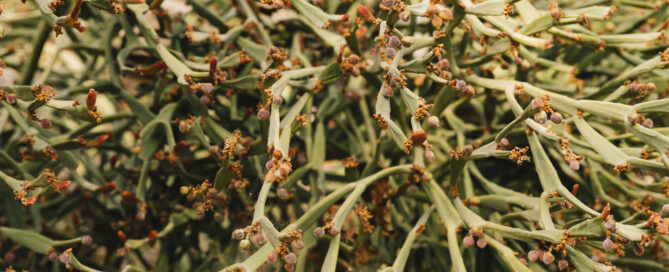 Discover 7 Incredible Health Benefits of Nardostachys Jatamansi Today