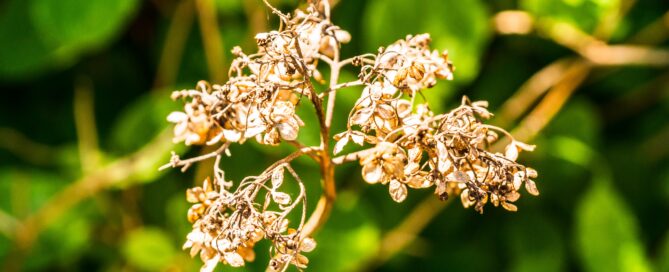 Discover 7 Incredible Health Benefits of Nardostachys Jatamansi Today