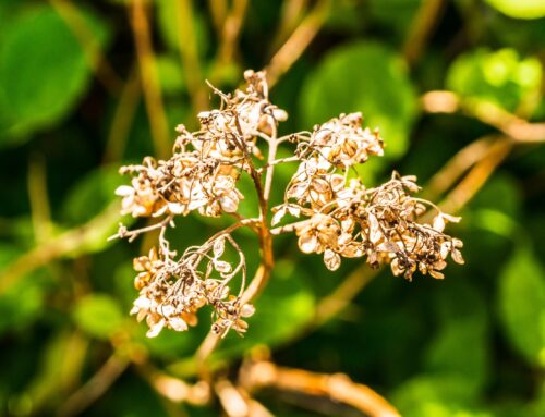 Discover 7 Incredible Health Benefits of Nardostachys Jatamansi Today