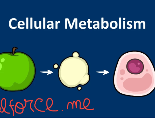 What Is Cellular Metabolism? A Step-by-Step Guide to How Cells Use Food