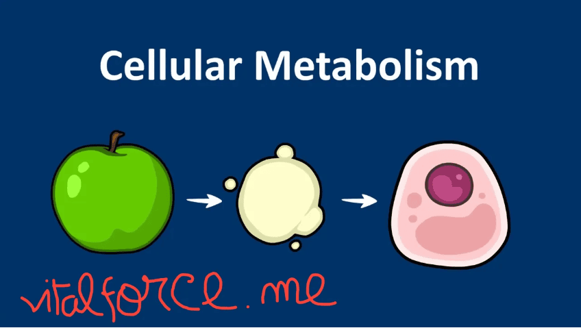 What Is Cellular Metabolism? A Step-by-Step Guide to How Cells Use Food