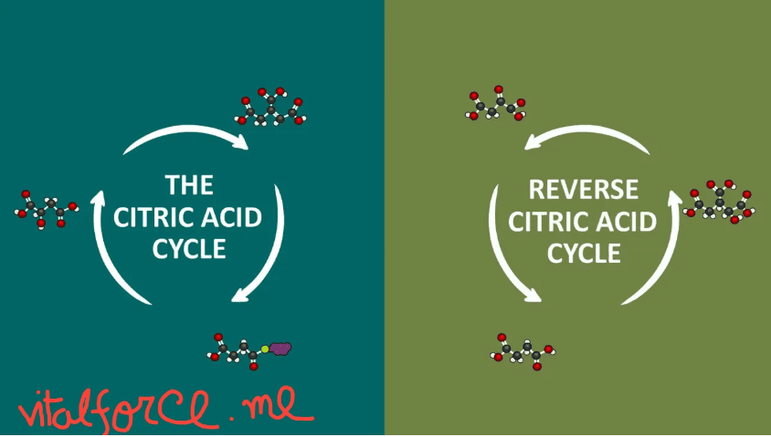 What Is Cellular Metabolism? A Step-by-Step Guide to How Cells Use Food