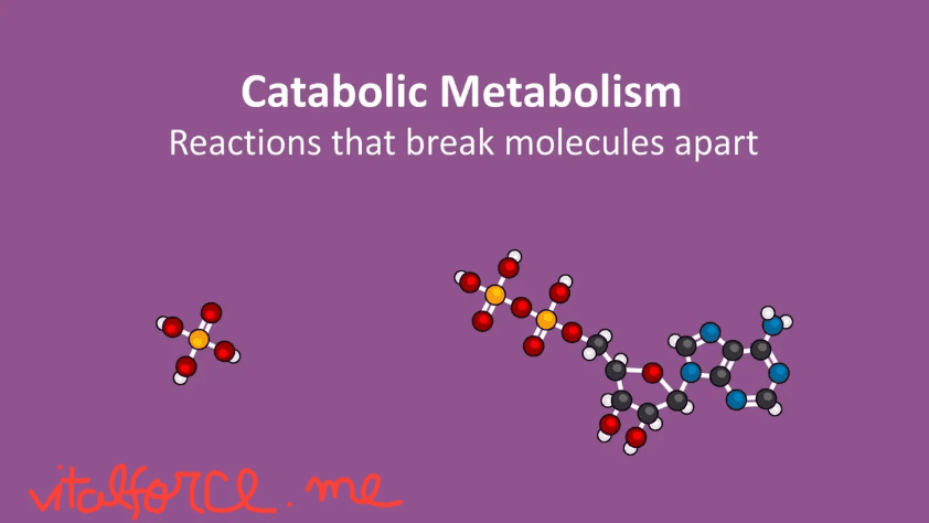 What Is Cellular Metabolism? A Step-by-Step Guide to How Cells Use Food